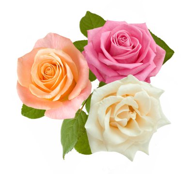 Beyaz arka planda izole güzel güller