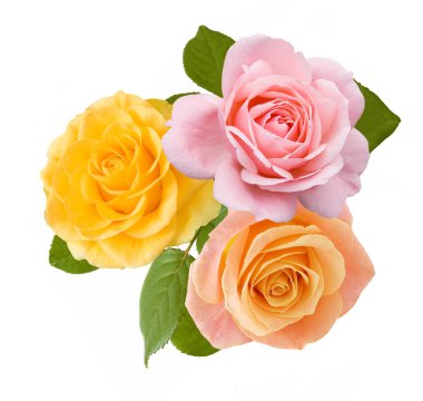 Beyaz arka planda izole güzel güller