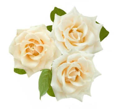 Beyaz arka planda izole güzel güller
