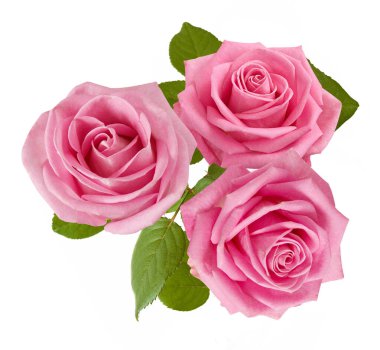 Beyaz arka planda izole güzel güller