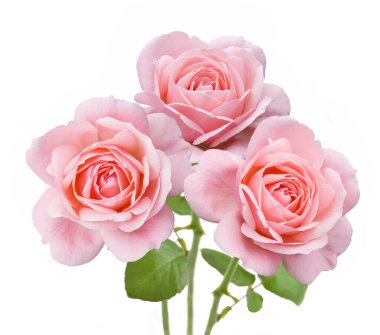 Beyaz arka planda izole güzel güller