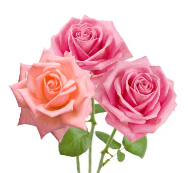 Beyaz arka planda izole güzel güller