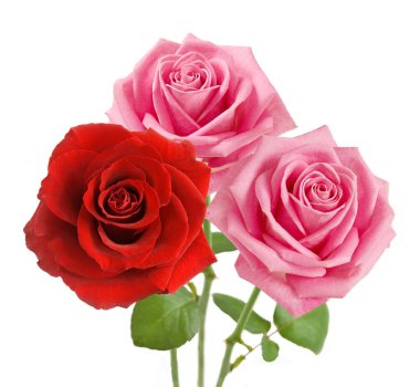 Beyaz arka planda izole güzel güller