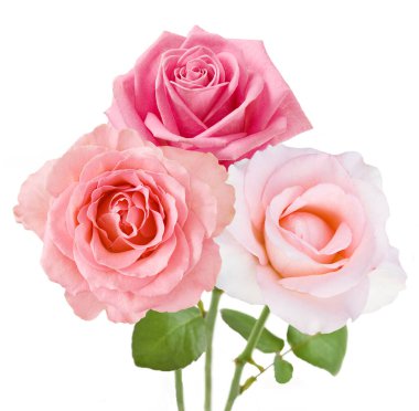 Beyaz arka planda izole güzel güller