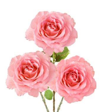 Beyaz arka planda izole güzel güller