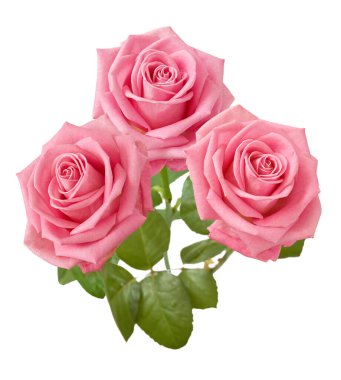 Beyaz arka planda izole güzel güller