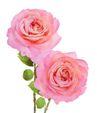 Beyaz arka planda izole güzel güller