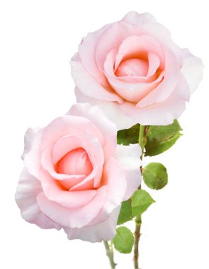 Beyaz arka planda izole güzel güller