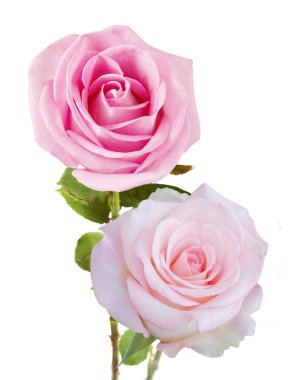 Beyaz arka planda izole güzel güller