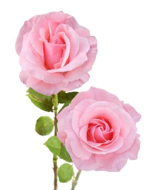 Beyaz arka planda izole güzel güller