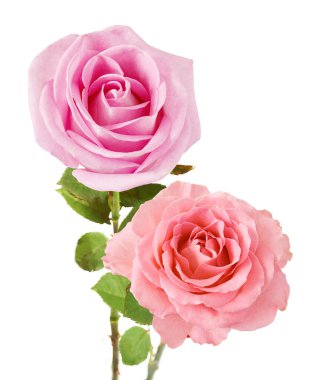 Beyaz arka planda izole güzel güller