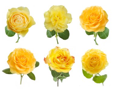 güzel gül seti beyaz arkaplanda izole edildi