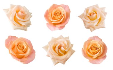 güzel gül seti beyaz arkaplanda izole edildi