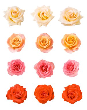 güzel gül seti beyaz arkaplanda izole edildi