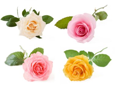 güzel gül seti beyaz arkaplanda izole edildi