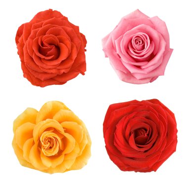 güzel gül seti beyaz arkaplanda izole edildi