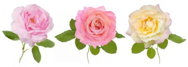 güzel gül seti beyaz arkaplanda izole edildi