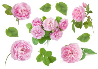 Beyaz arka planda izole edilmiş güzel güller.