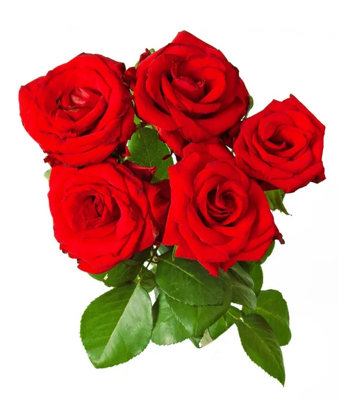 Beyaz arka planda izole güzel güller