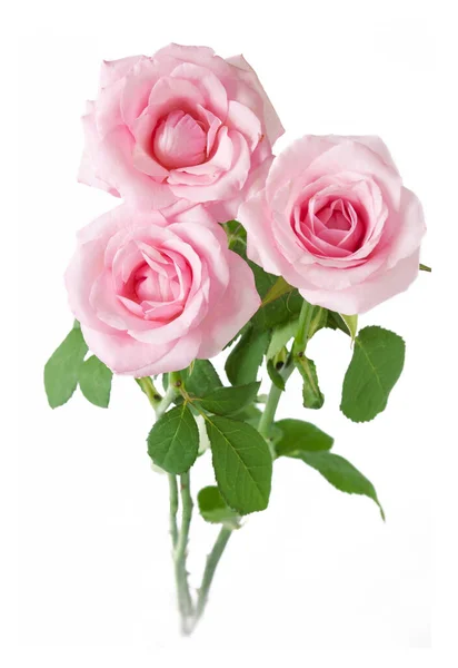 Piękne Róże Kilka Odizolowanych Białym Tle — Zdjęcie stockowe