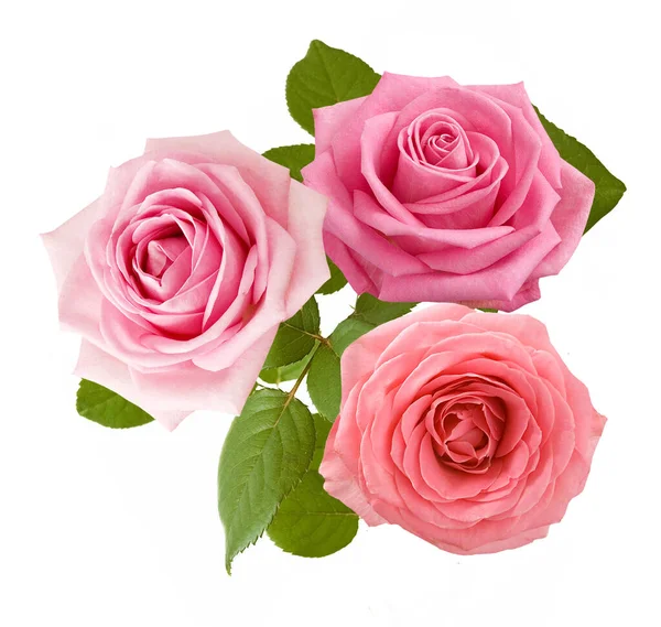 Beautiful Roses Bunch Isolated White Background — Stock Photo, Image