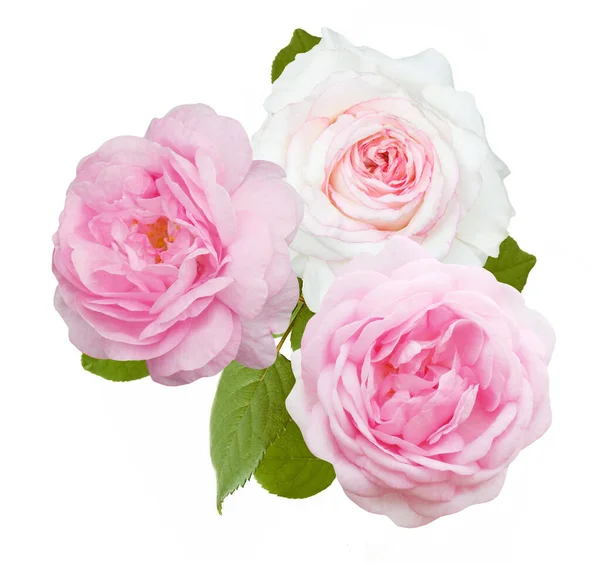 Beautiful Roses Bunch Isolated White Background — Stock Photo, Image