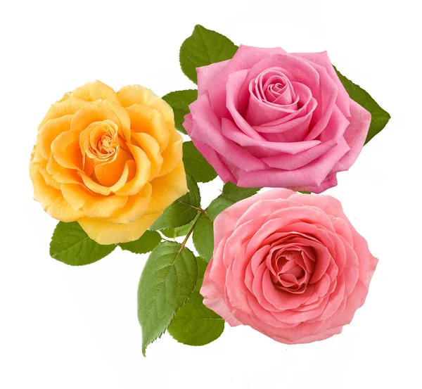 Beautiful Roses Bunch Isolated White Background — Stock Photo, Image