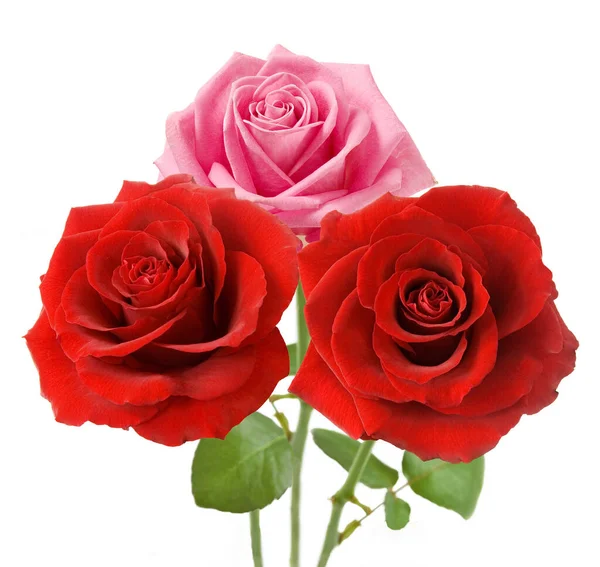 Beautiful Roses Bunch Isolated White Background — Stock Photo, Image