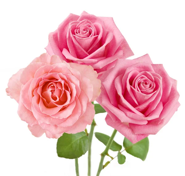 Beautiful Roses Bunch Isolated White Background — Stock Photo, Image