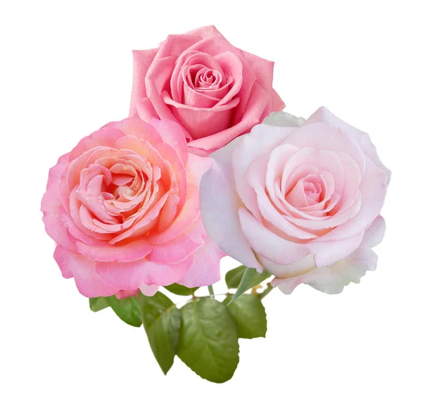 Krásné Růže Parta Izolovaných Bílém Pozadí — Stock fotografie