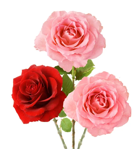 Beautiful Roses Bunch Isolated White Background — Stock Photo, Image