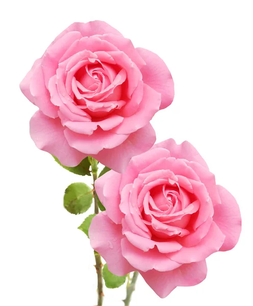 Krásné Růže Parta Izolovaných Bílém Pozadí — Stock fotografie