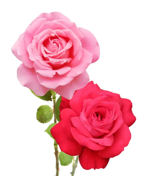 Красиві Троянди Букет Ізольовані Білому Тлі — стокове фото
