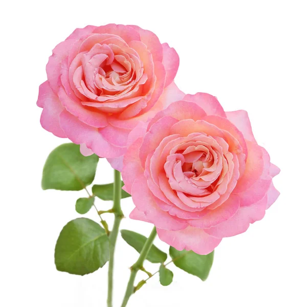 Beyaz arka planda izole güzel güller