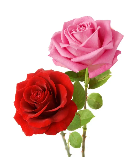 Bella Mazzo Rose Isolato Sfondo Bianco — Foto Stock