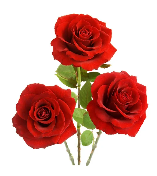Schöne Rosen Haufen Isoliert Auf Weißem Hintergrund — Stockfoto