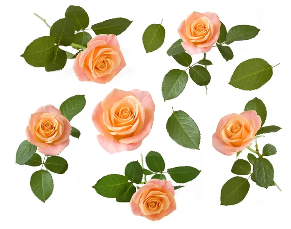 Beautiful Rose Set Isolated White Background — Stock Photo, Image