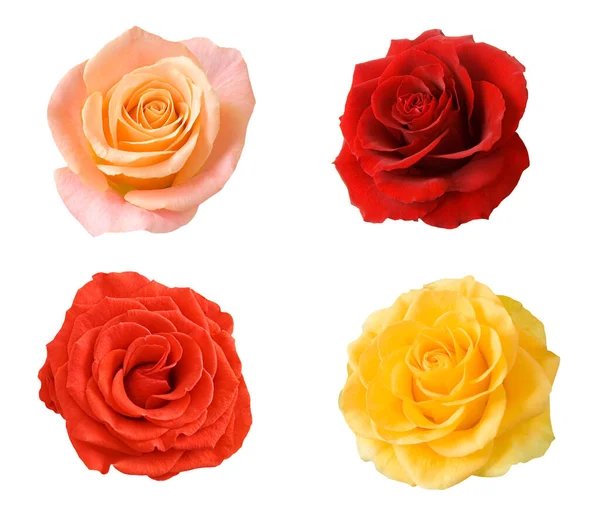 güzel gül seti beyaz arkaplanda izole edildi