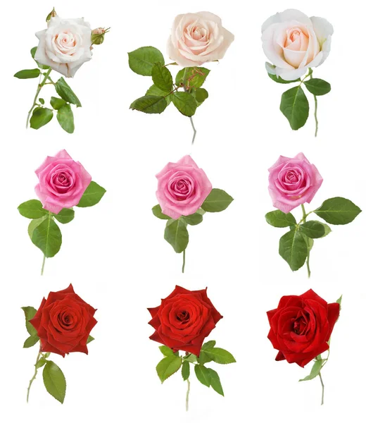 被白色背景隔开的美丽的玫瑰 — 图库照片