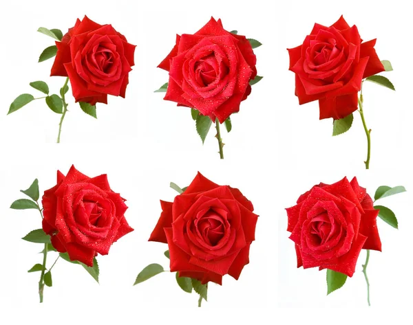 Hermoso Conjunto Rosas Aisladas Sobre Fondo Blanco —  Fotos de Stock