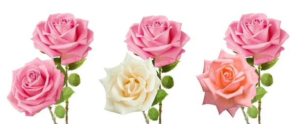 Bella Rose Grappolo Set Isolato Sfondo Bianco — Foto Stock