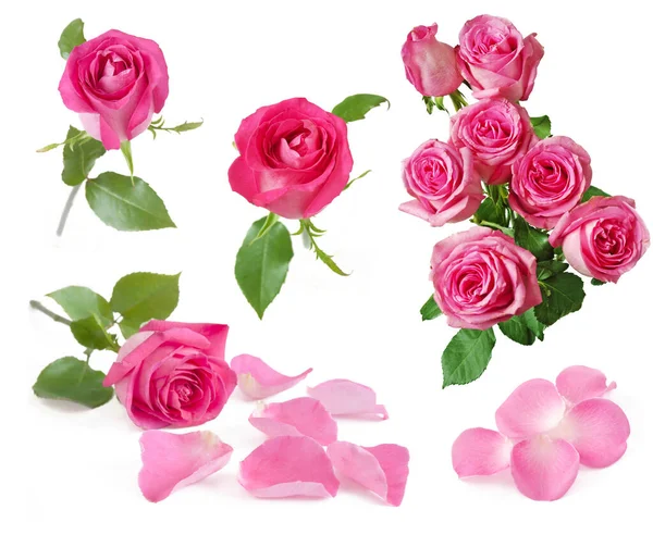 Schöne Rosen Haufen Auf Weißem Hintergrund — Stockfoto