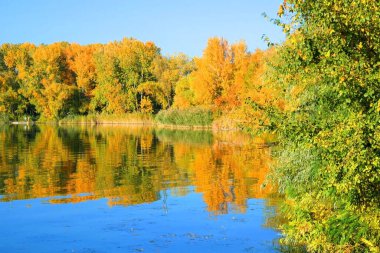 Sarı, kırmızı ve yeşil sonbahar ormanı, nehir ve mavi gökyüzü. Sonbahar yansımaları.