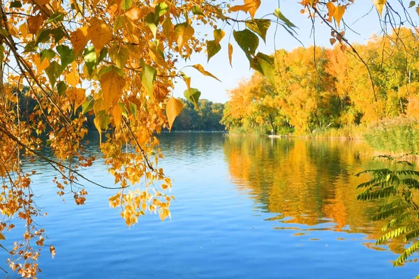 Sarı, kırmızı ve yeşil sonbahar ormanı, nehir ve mavi gökyüzü. Sonbahar yansımaları.