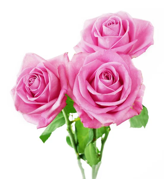 Beautiful Pink Roses Bunch Isolated White Background — Stock Photo, Image