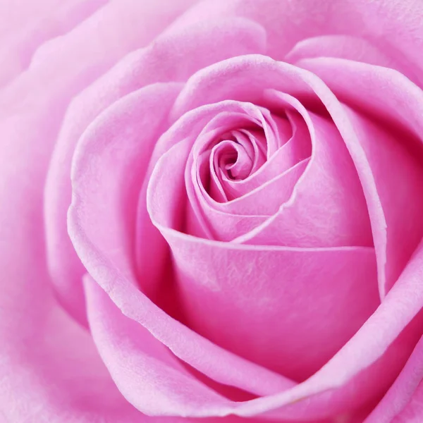 Όμορφο Ροζ Τριαντάφυλλο Φόντο Μακροεντολή Έννοια Διακοπών — Φωτογραφία Αρχείου