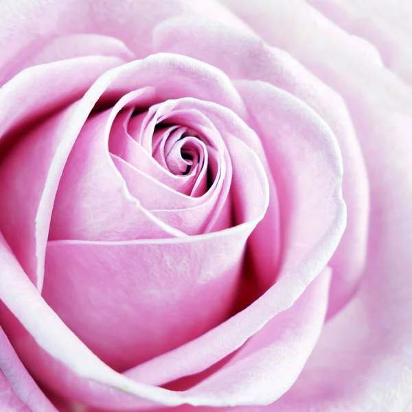Όμορφο Ροζ Τριαντάφυλλο Φόντο Μακροεντολή Έννοια Διακοπών — Φωτογραφία Αρχείου