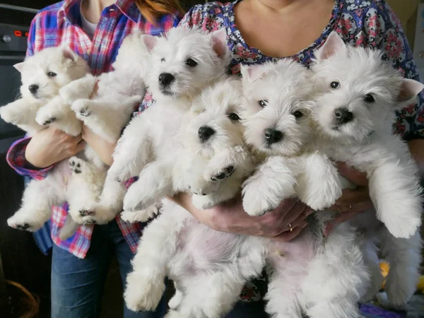 funny white west highland terrier dogs puppy sits in hand, dog breeding business concept