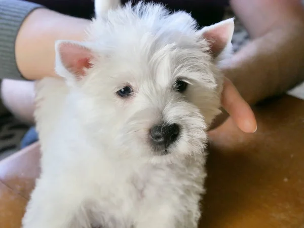 Branco Oeste Highland Terrier Cão Corte Cabelo Corte Cão Profissional — Fotografia de Stock