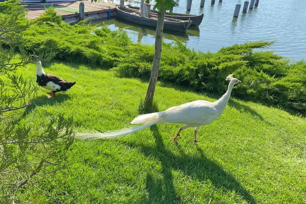 Weiße Pfau Und Enten Gehen Allein Auf Dem Schönen Grünen — Stockfoto